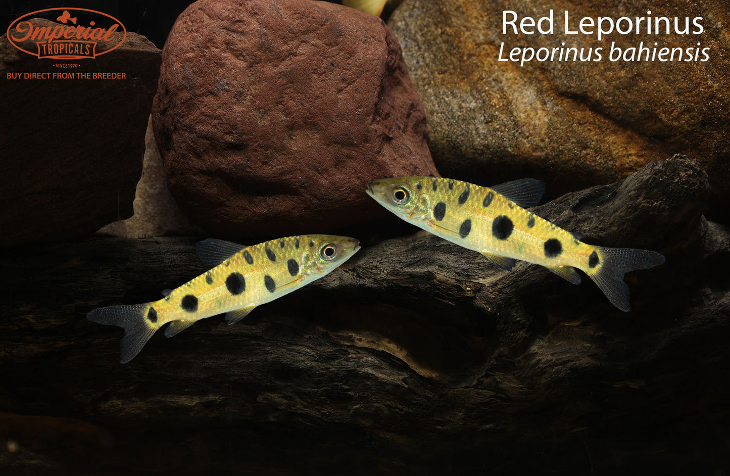 Red Leporinus