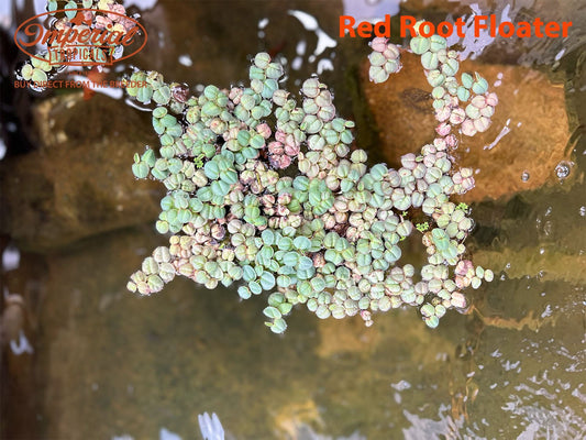 Red Root Floater