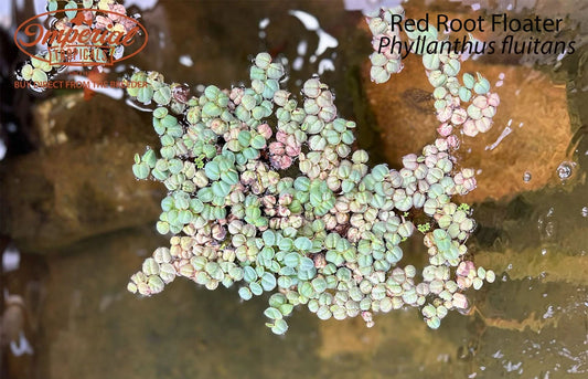 Red Root Floater