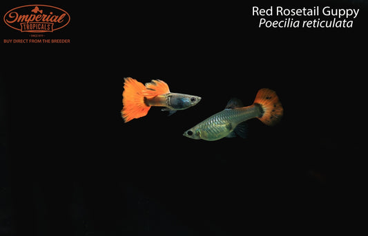 Red Rosetail Guppy (Poecilia reticulata)