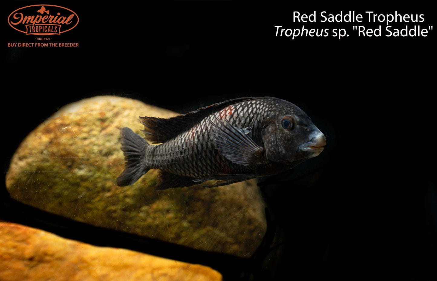 Red Saddle Tropheus