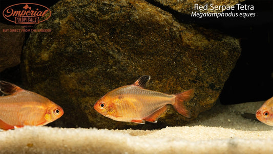 BOGO Red Serpae Tetra