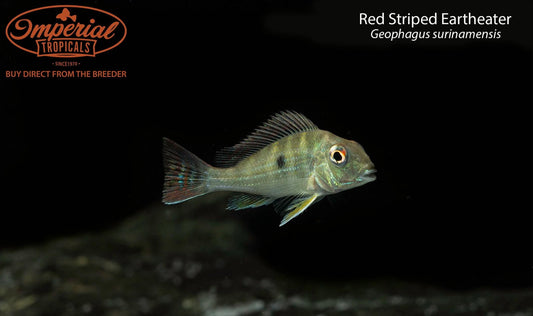 Red Striped Eartheater