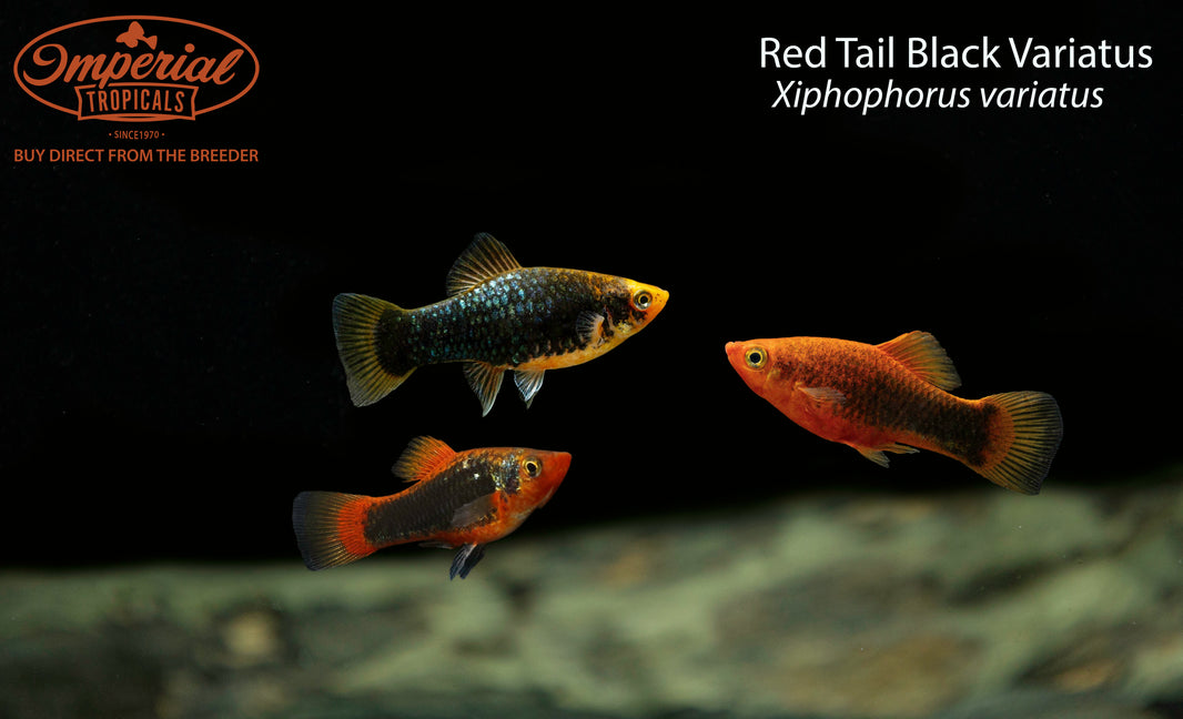 Other Livebearers – Imperial Tropicals