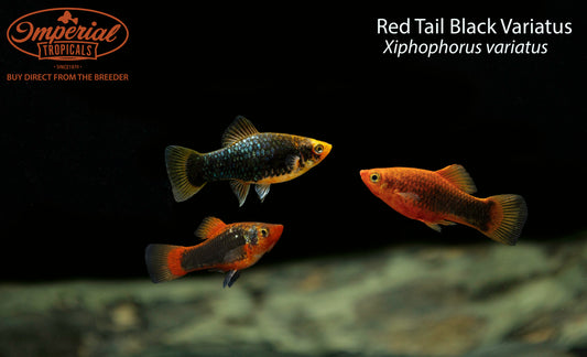 Red Tail Black Variatus