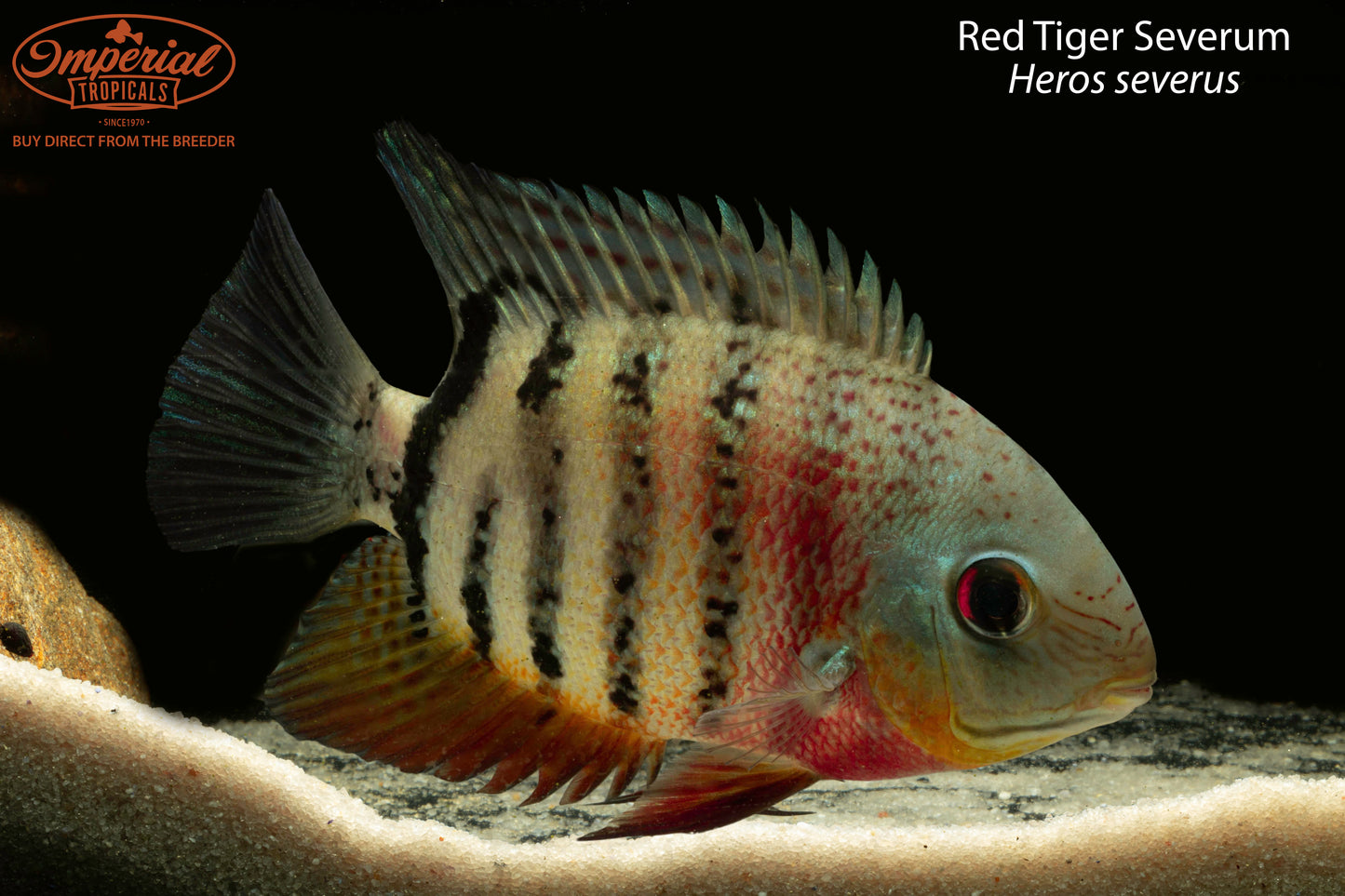 Red Tiger Severum