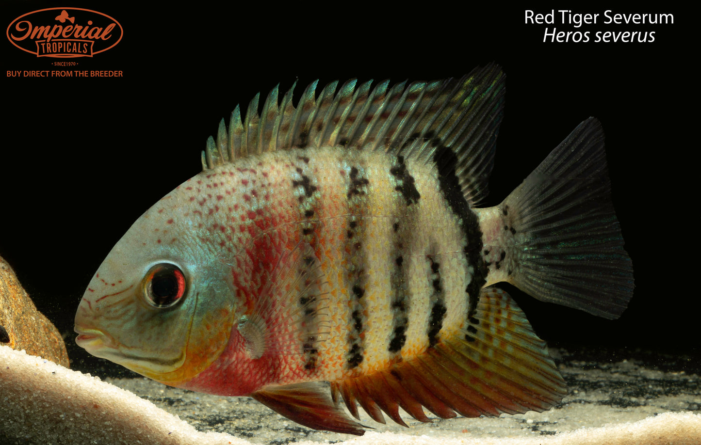 Red Tiger Severum