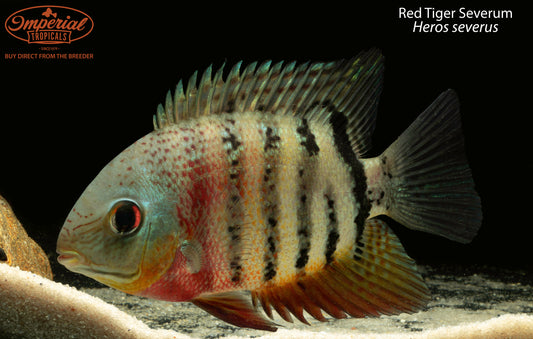 Red Tiger Severum