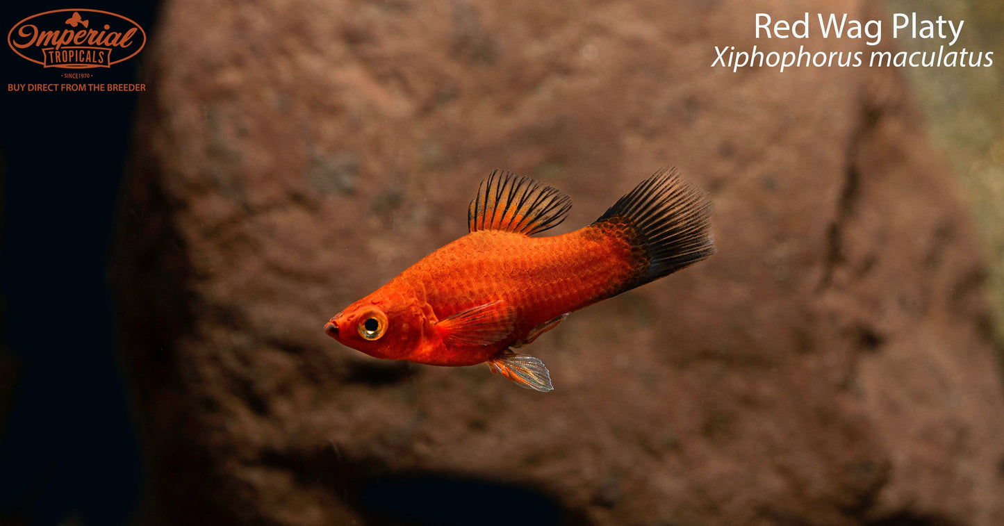 Red Wag Platy