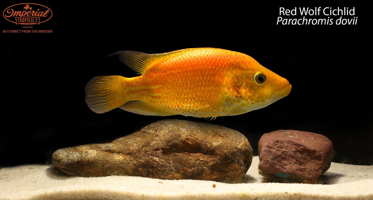 Red Wolf Cichlid