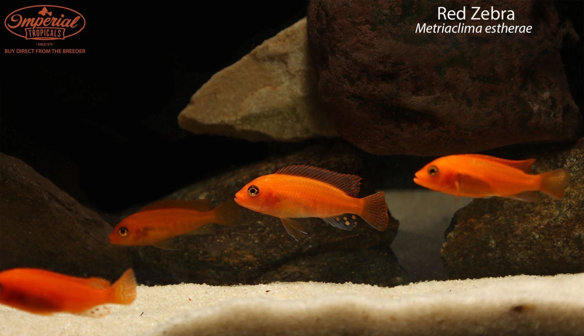 Red Zebra (Metriaclima estherae) - shop Imperial Tropicals