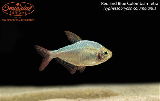 Red and Blue Colombian Tetra