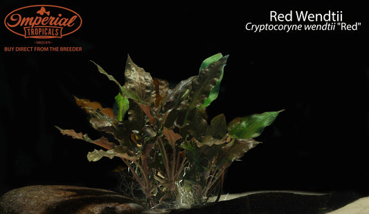 Red Wendtii