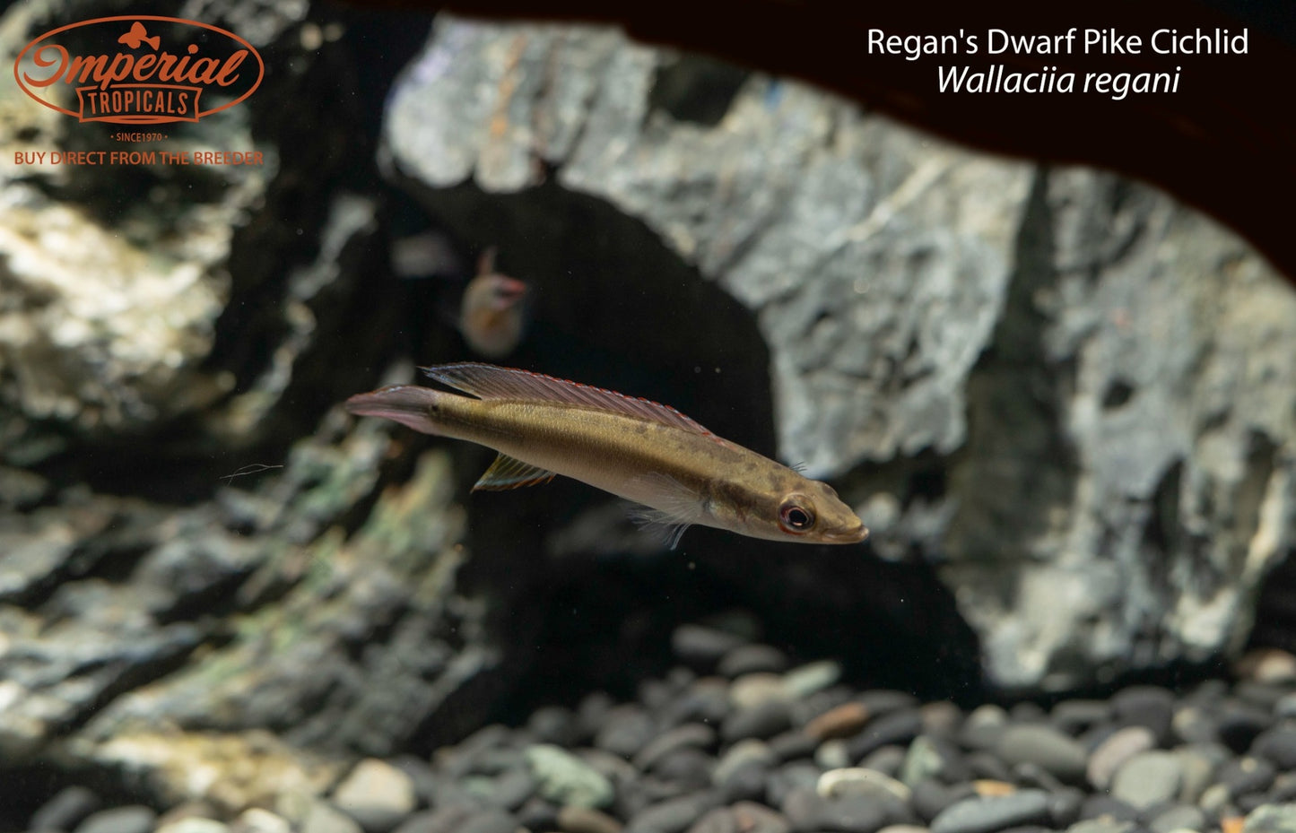 Regan's Dwarf Pike Cichlid (Wallaciia regani)
