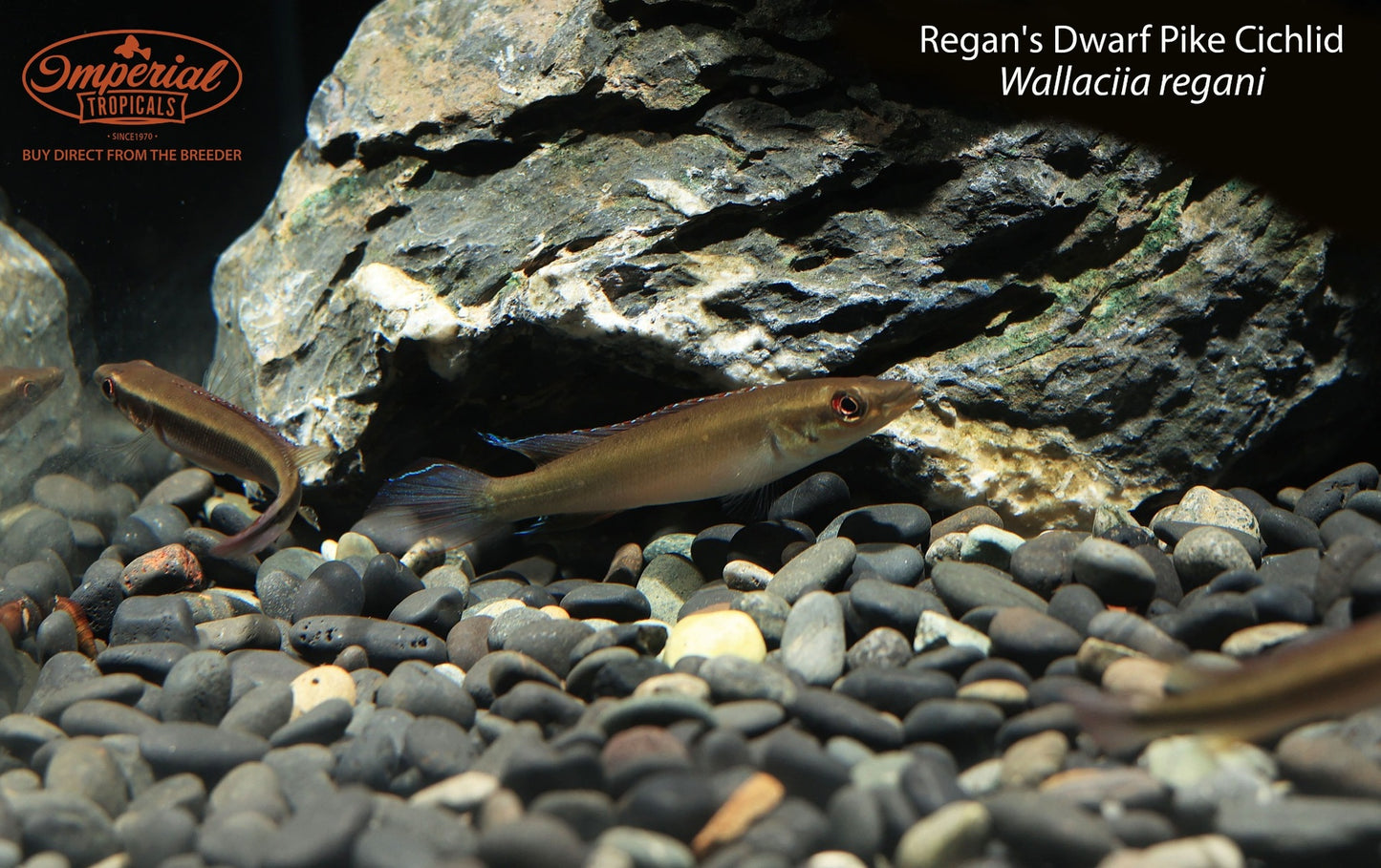 Regan's Dwarf Pike Cichlid (Wallaciia regani)