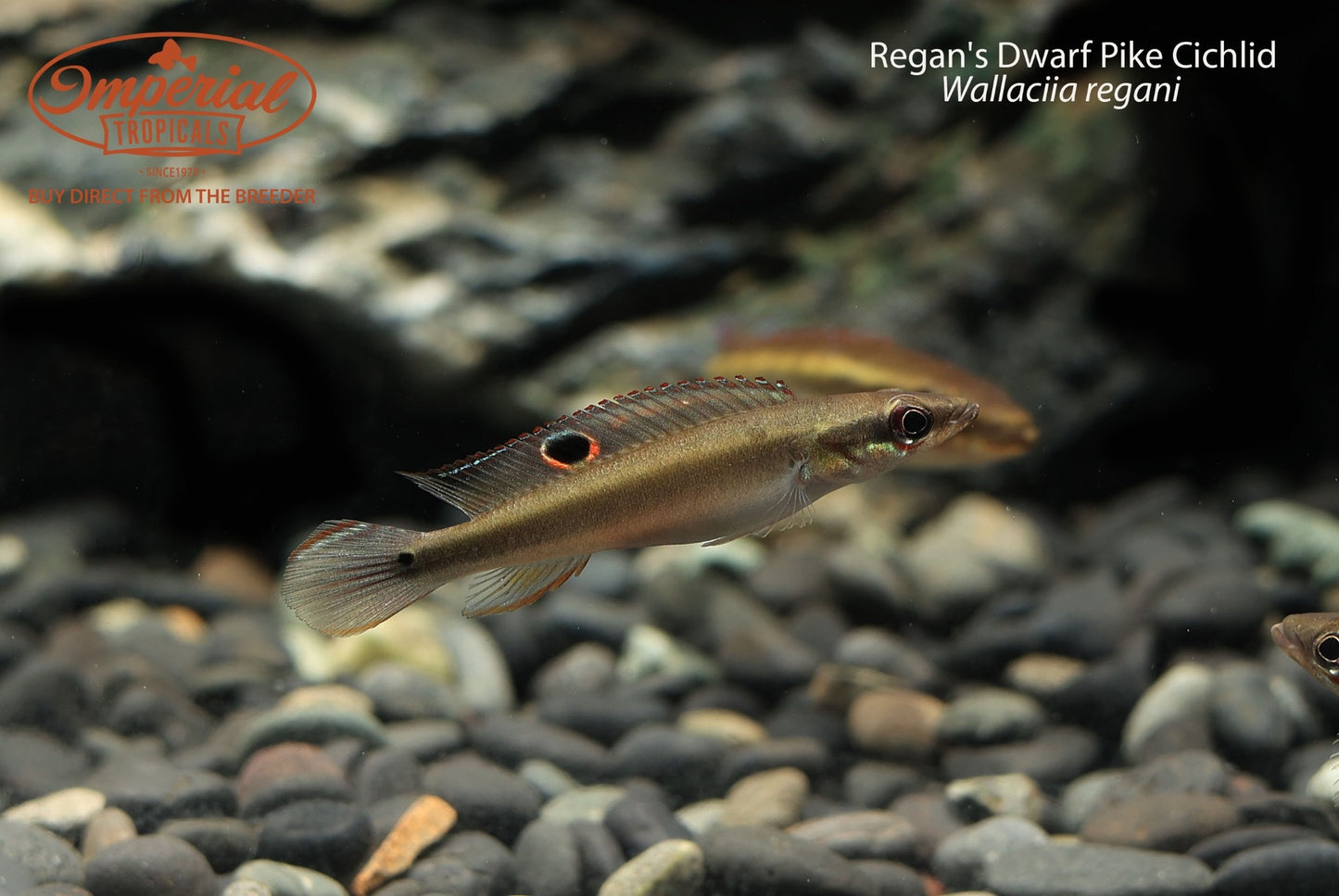 Regan's Dwarf Pike Cichlid (Wallaciia regani)