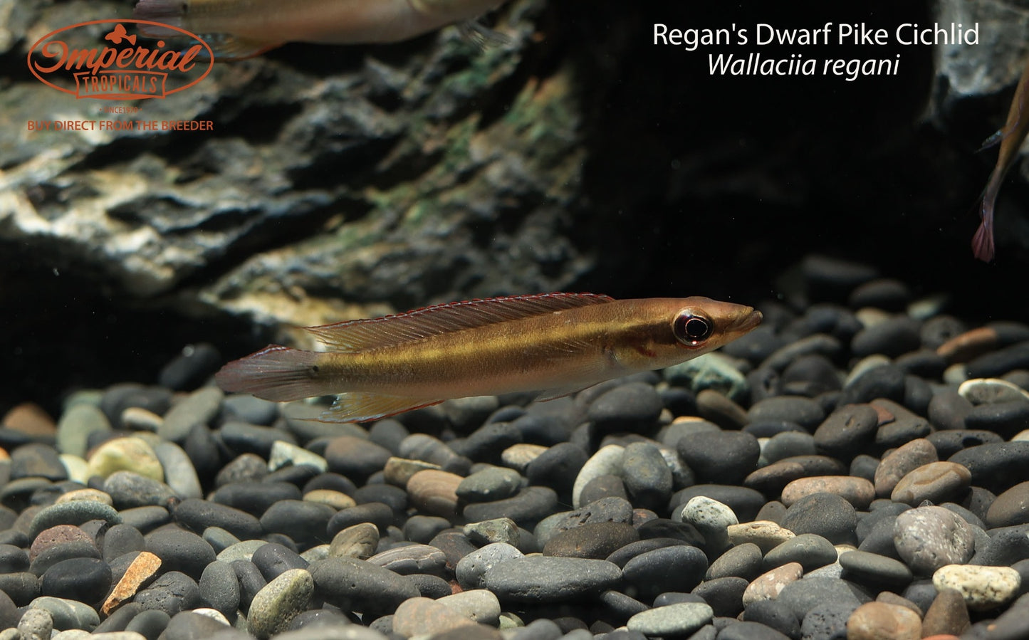 Regan's Dwarf Pike Cichlid (Wallaciia regani)