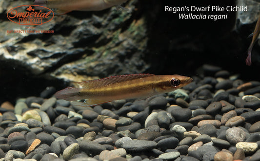 Regan's Dwarf Pike Cichlid (Wallaciia regani)