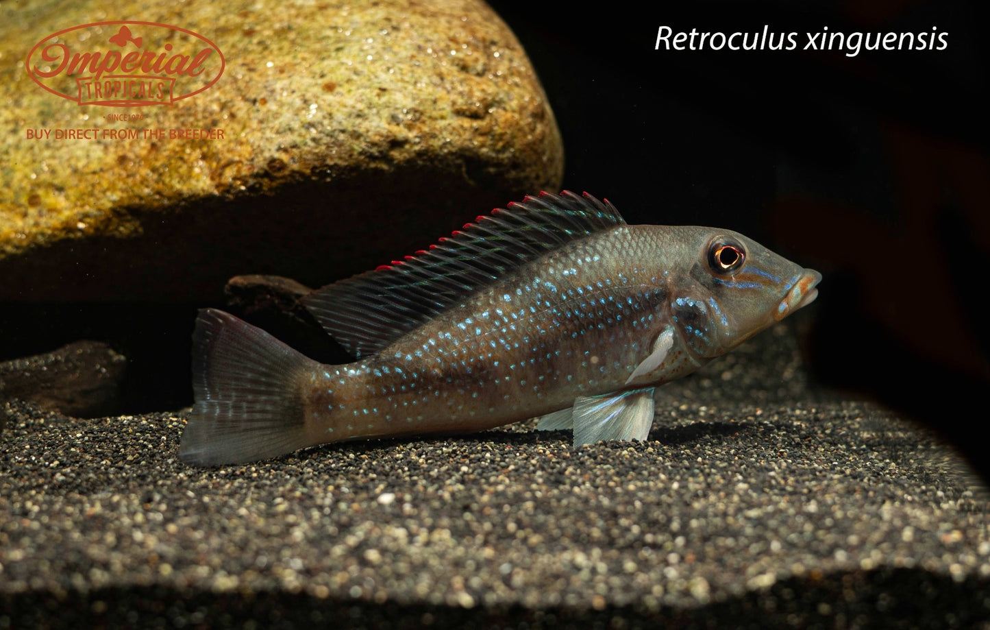 Retroculus xinguensis