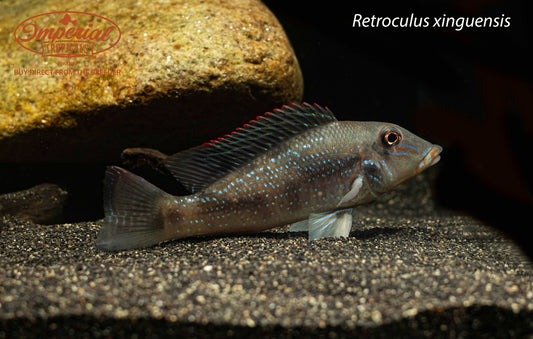 Retroculus xinguensis
