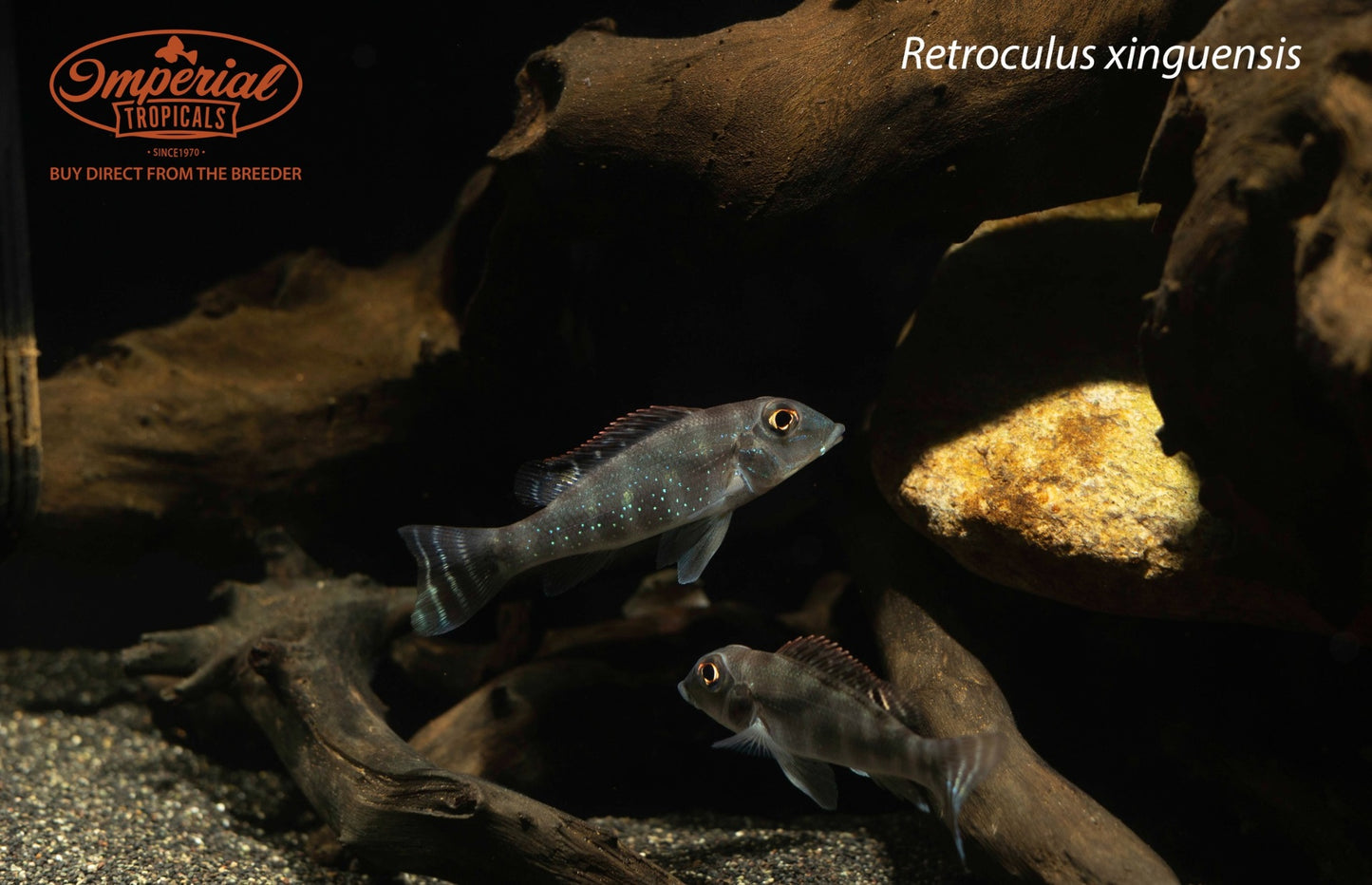 Retroculus xinguensis