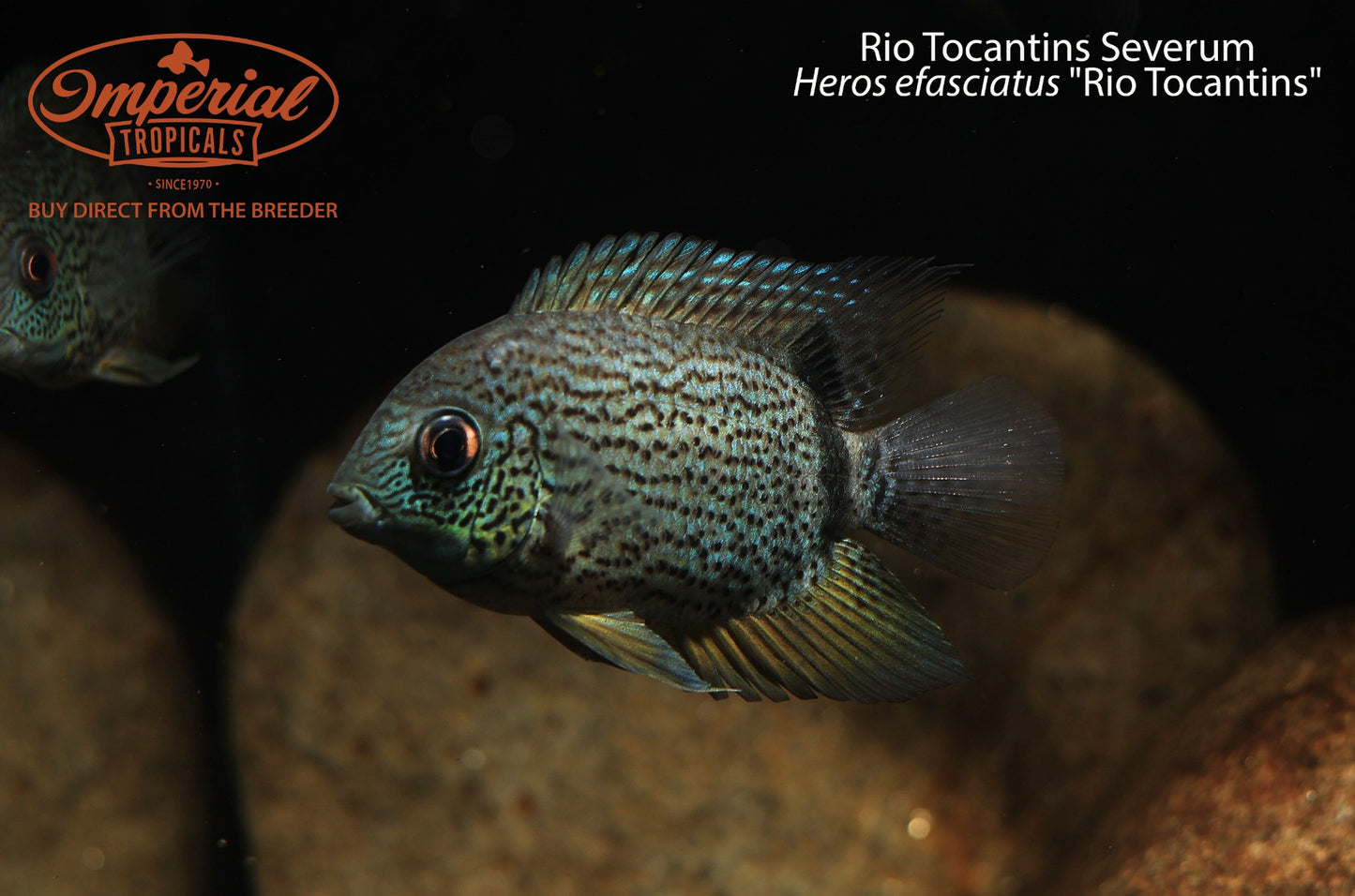 Rio Tocantins Severum (Heros efasciatus "Rio Tocantins")