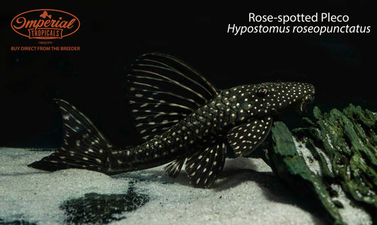Rose-spotted Pleco (Hypostomus roseopunctatus)