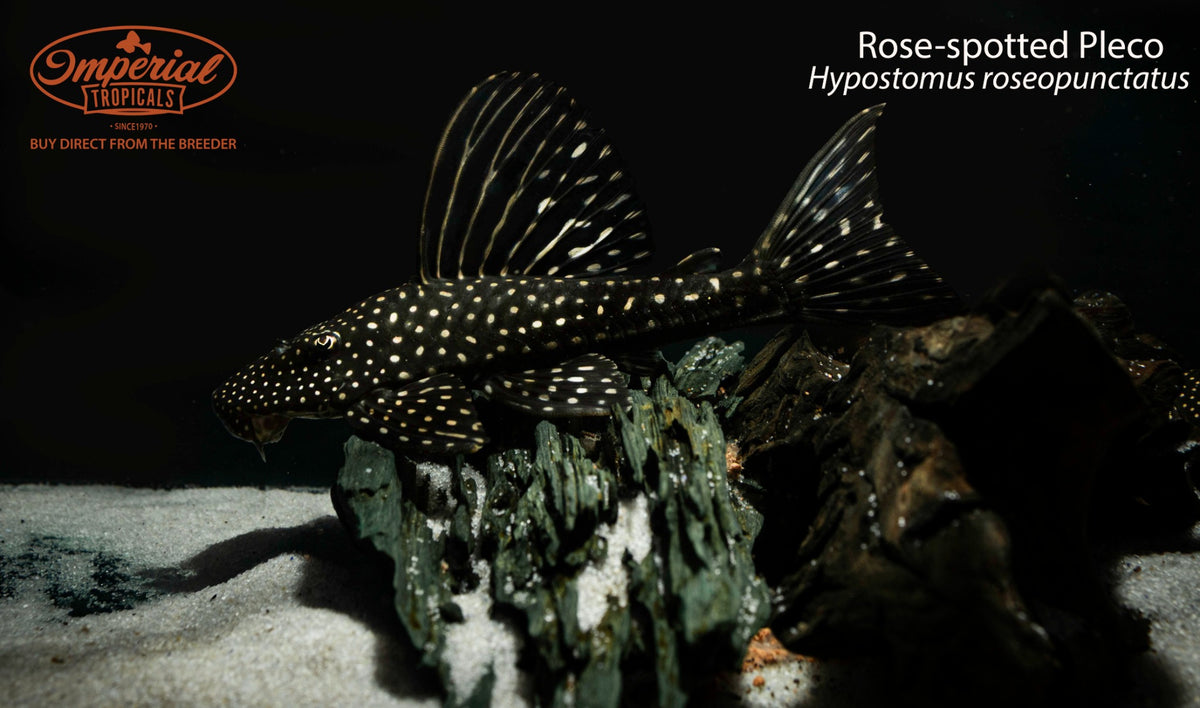 Rose-spotted Pleco (Hypostomus roseopunctatus)