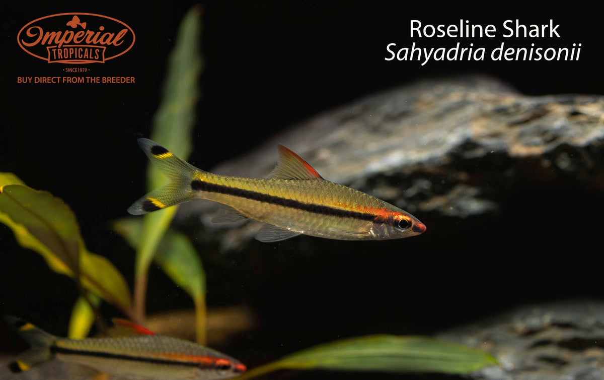 Roseline Shark