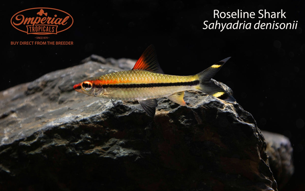 Roseline Shark