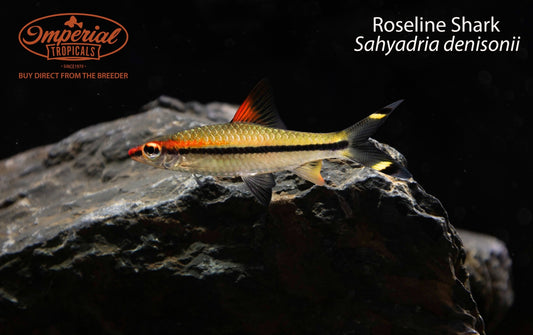 Roseline Shark