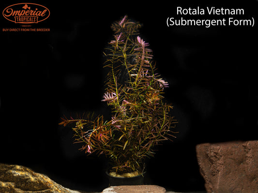 Rotala Vietnam