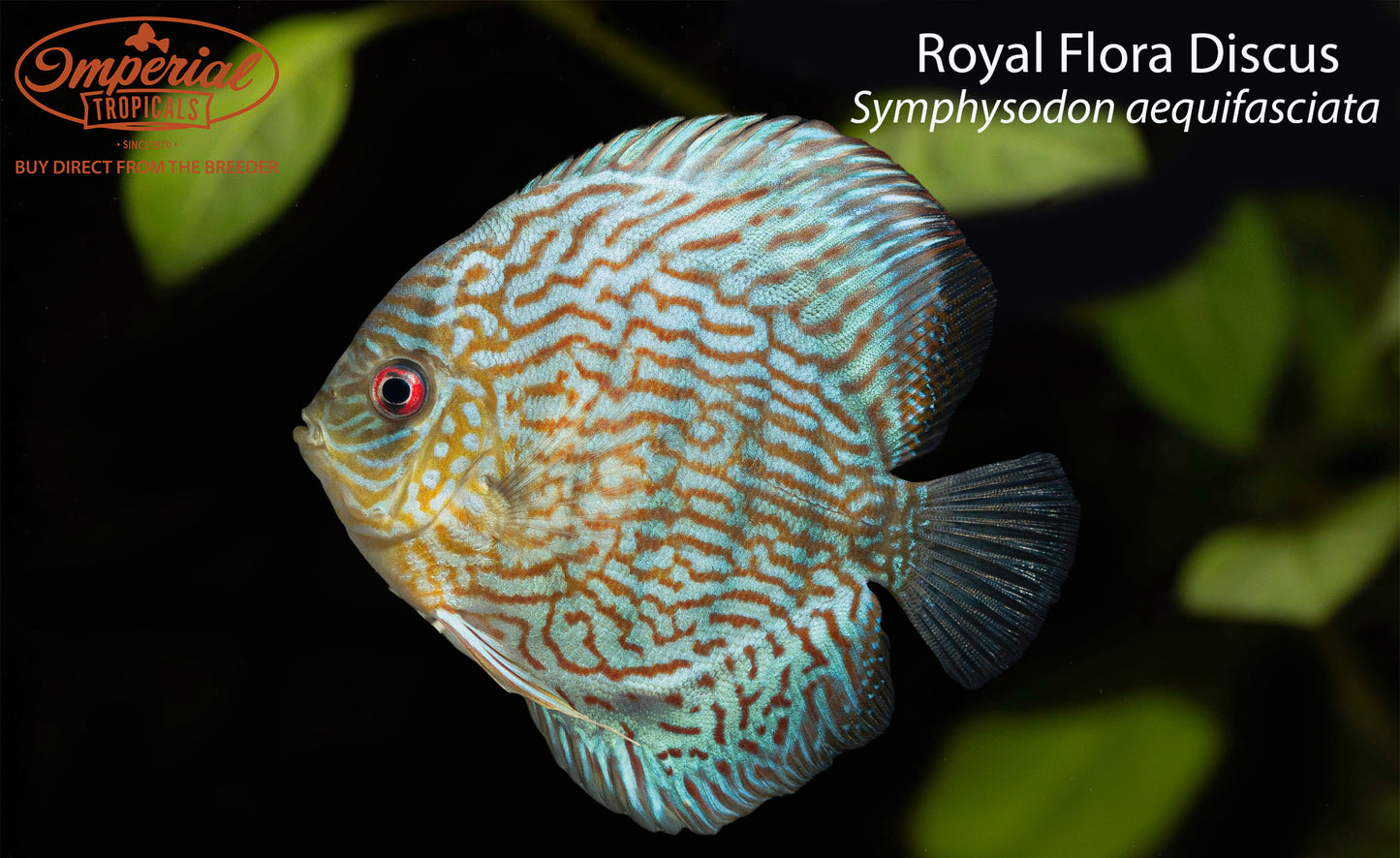 Royal Flora Discus