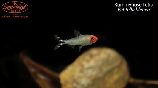 BOGO Rummynose Tetra