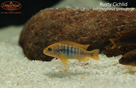 Rusty Cichlid