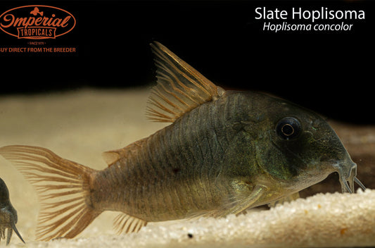 Slate Hoplisoma