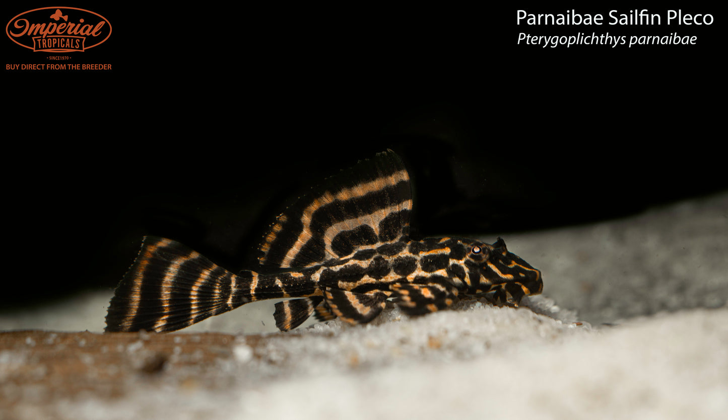 Parnaibae Sailfin Pleco