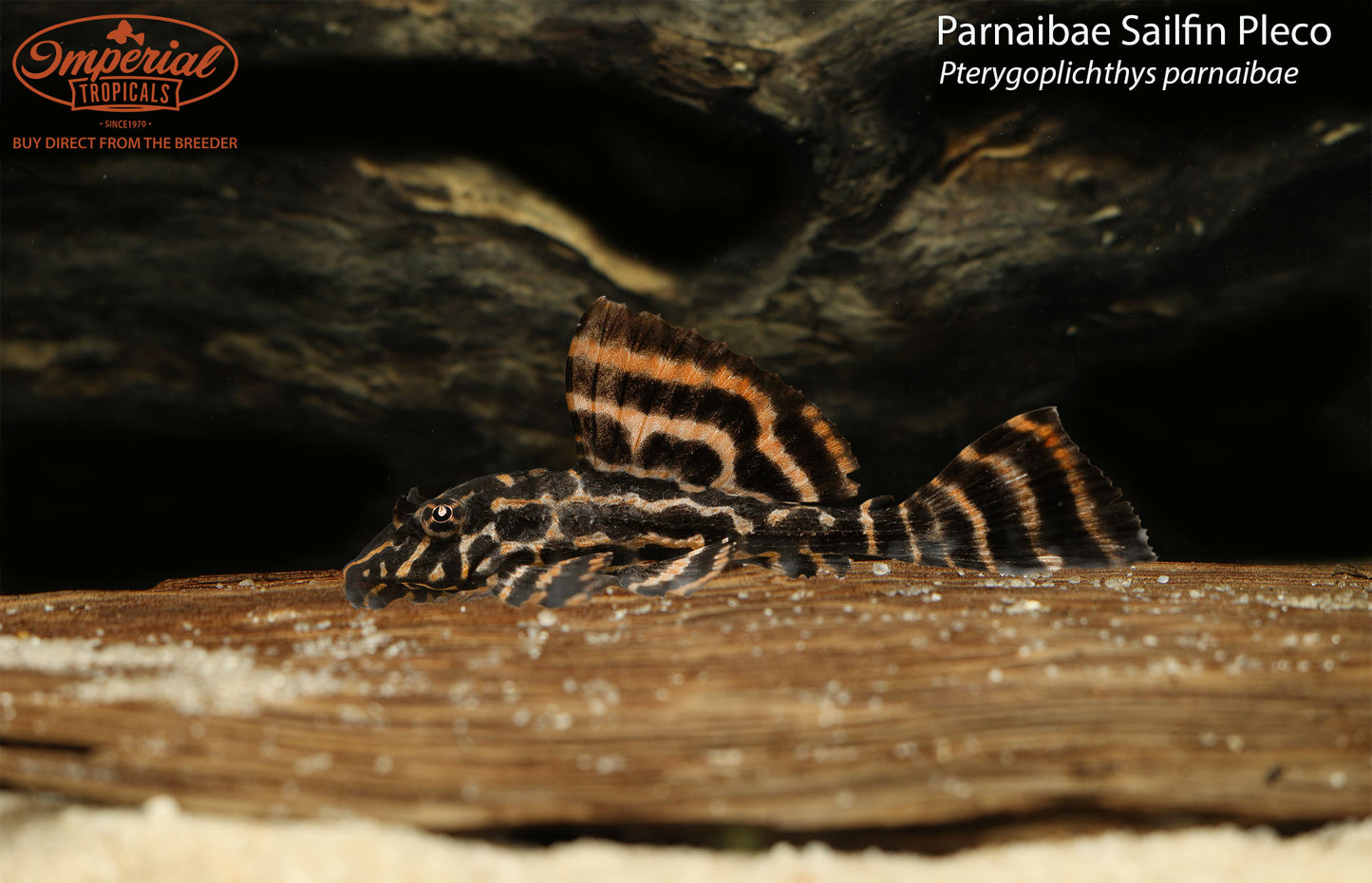 Parnaibae Sailfin Pleco