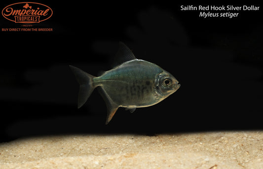 Sailfin Red Hook Silver Dollar (Myleus setiger)