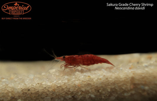 BOGO Sakura Grade Cherry Shrimp