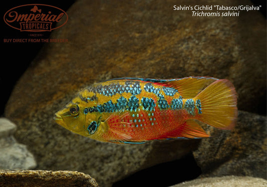 BOGO Salvin's Cichlid "Tabasco/Grijalva"