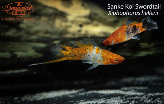 Sanke Koi Swordtail