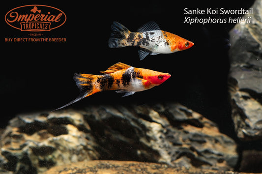 Sanke Koi Swordtail