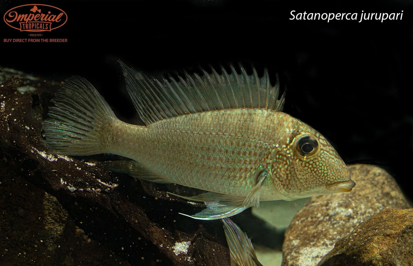 BOGO Satanoperca jurupari