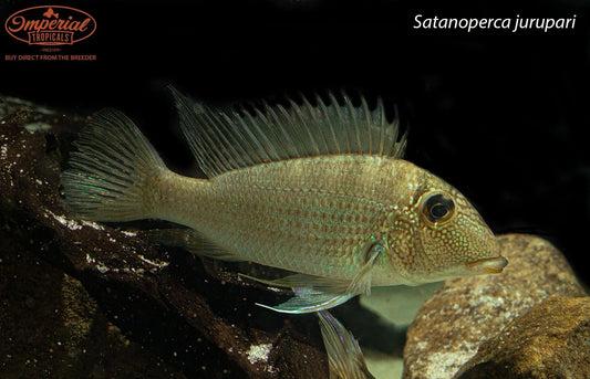 Satanoperca jurupari