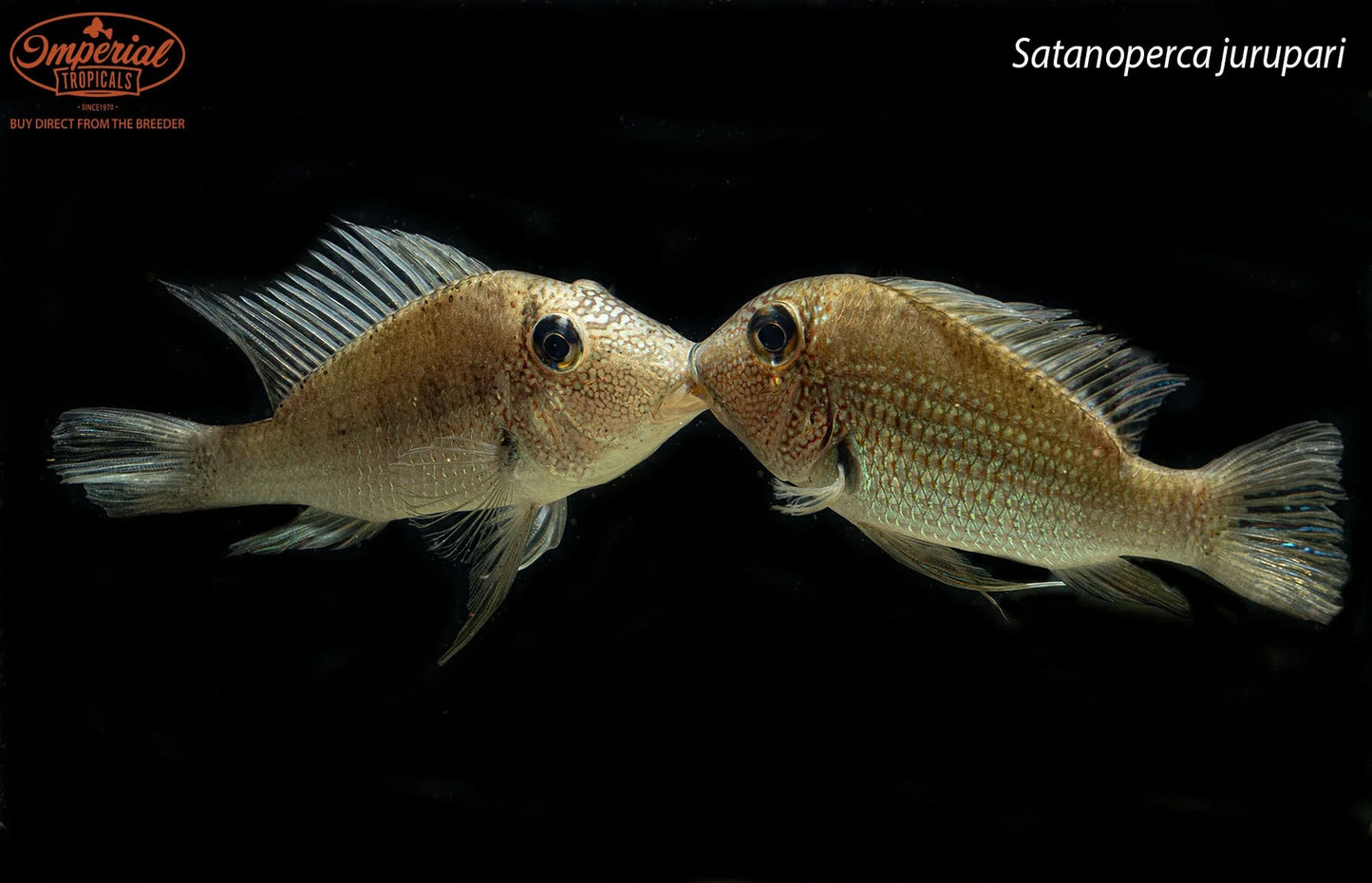 BOGO Satanoperca jurupari