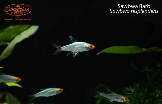 Sawbwa Barb (Sawbwa resplendens)