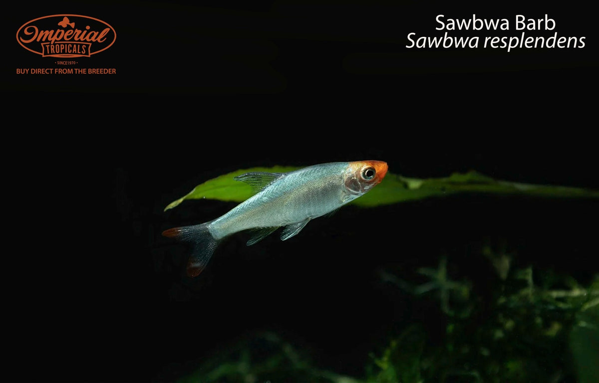 Sawbwa Barb (Sawbwa resplendens)