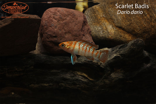 Scarlet Badis