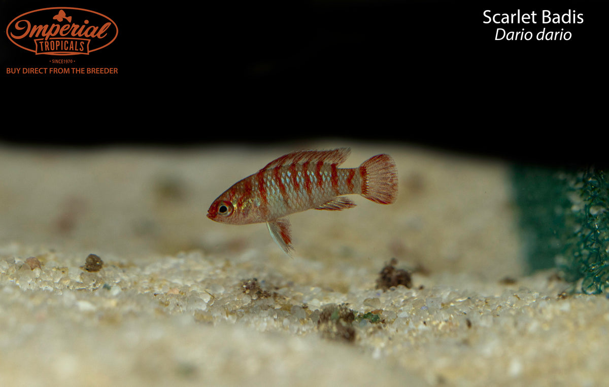 Batisi Fish Scarlet Badis – Imperial Tropicals